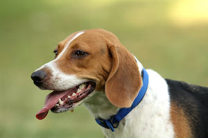 Beagle Harrier